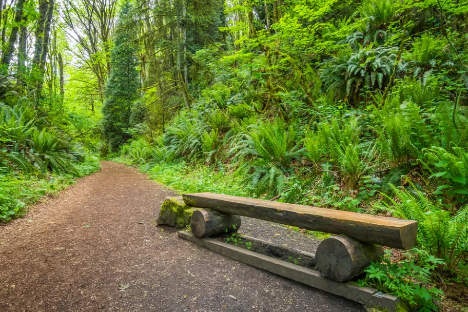 Trail